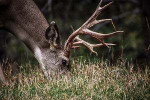 Deer2