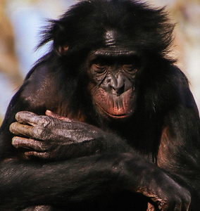 Chimpanzee2