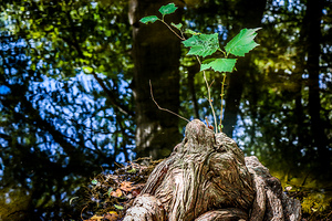 Tree2