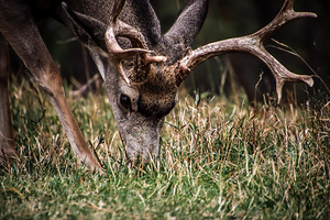 Deer1