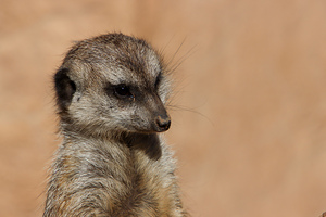 Meerkat