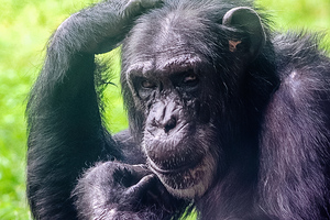 Chimpanzee