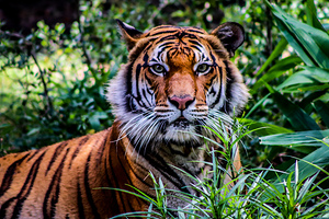 Tiger4