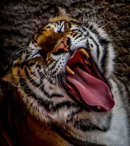 Tiger8