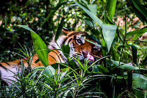 Tiger2
