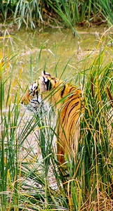 Tiger6
