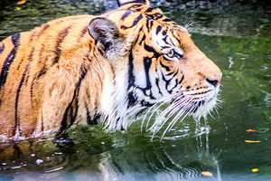 Tiger3