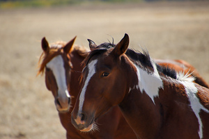 Horses5