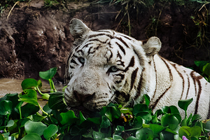 White Tiger