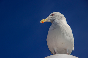 Seagull