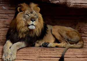 Lion1