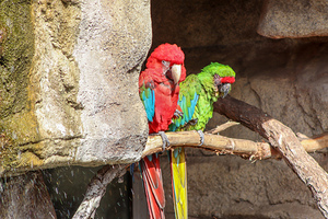 Bird2