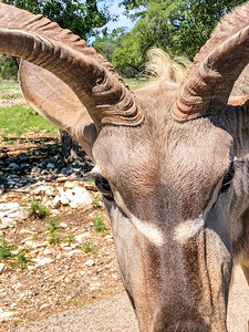 Kudu