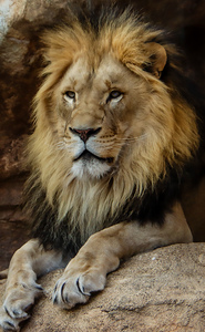 Lion3