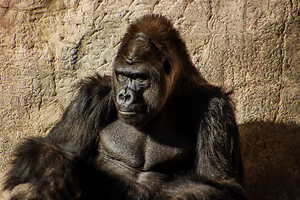Gorilla4