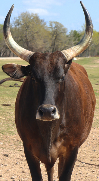 Big Bos  by Richard Rice