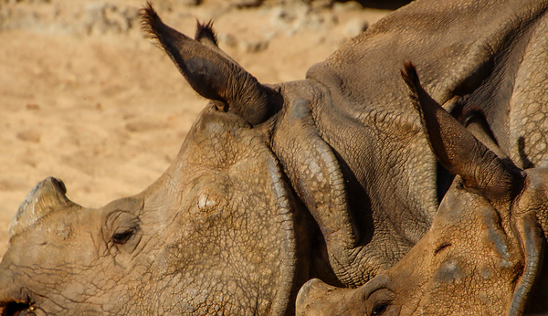 White Rhinos by Richard Rice