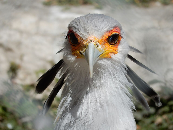 Secretary Bird by Richard Rice
