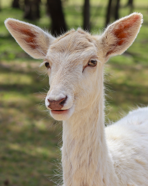 Fallow Deer by Richard Rice
