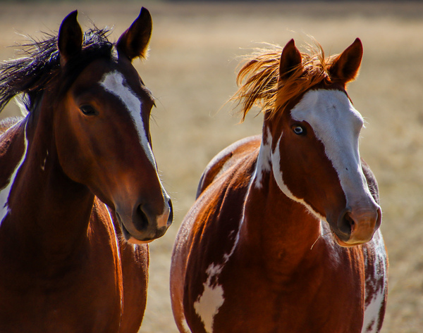 Horses9 Print