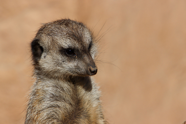 Meerkat by Richard Rice