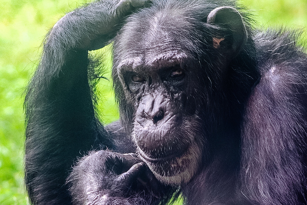 Chimpanzee by Richard Rice