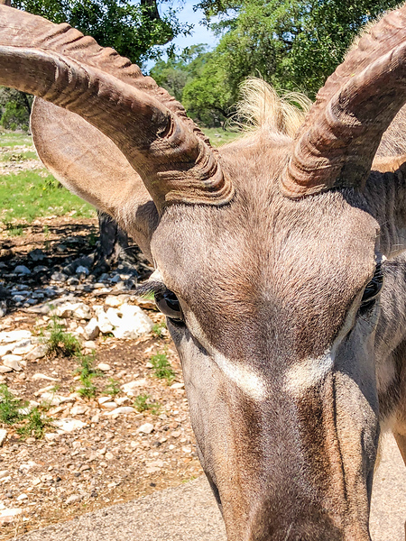 Kudu by Richard Rice