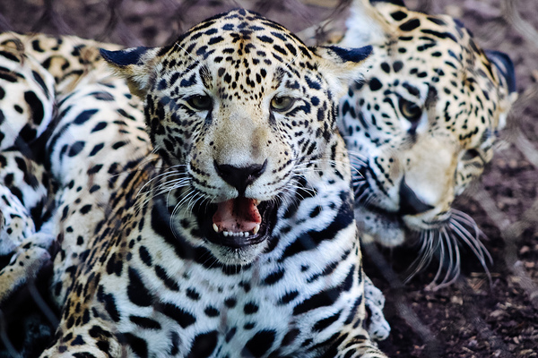 Young Leopards by Richard Rice