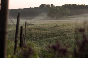 Foggy Fenceline