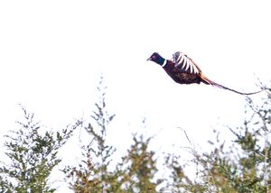 Pheasant 3
