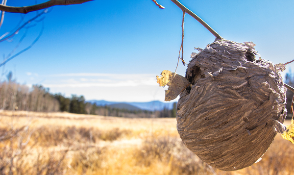 Abandoned Beehive by unspoken adventures