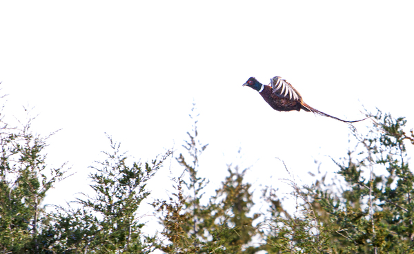 Pheasant 2 by unspoken adventures