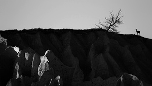 Monochrome Deer on Hoodoos at Aqam