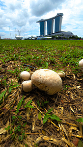 20240912 115048 Puffballs with Marina Bay Sands Resort in Background 