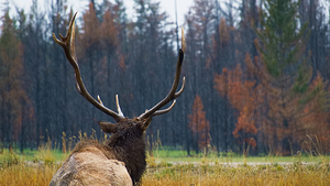 Bull Elk at Jasper after the Fire