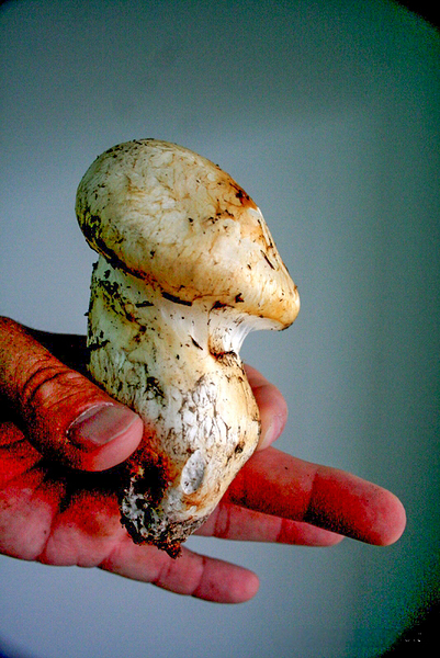 IMG 9303 Pine Mushroom No. 1 by Troy Hunter