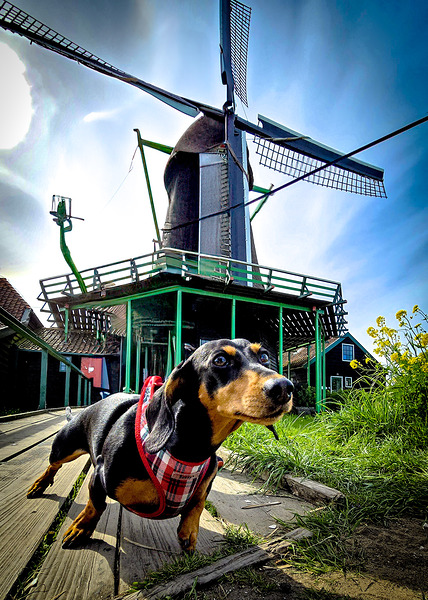 Dacshund in Holland by Troy Hunter