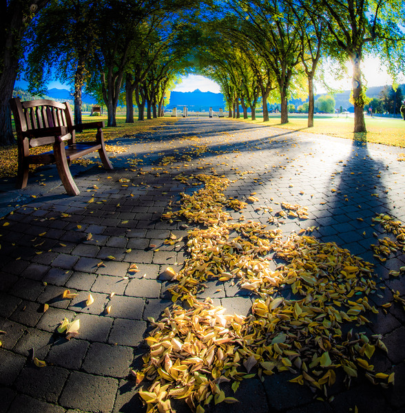 St. Eugene Mission Elm Archway by Troy Hunter