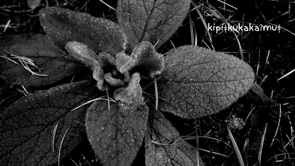 kipiǂkukakaʔmuǂ Mullein by Troy Hunter