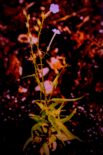 DSC 1130 Coyote Tobacco by Troy Hunter