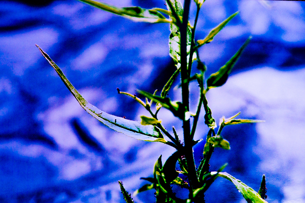 DSC 1131 Coyote Tobacco by Troy Hunter