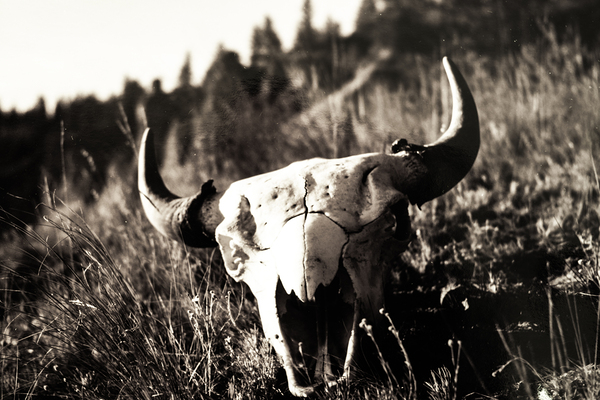 DSC 1133 Bison Skull at St. Marys by Troy Hunter