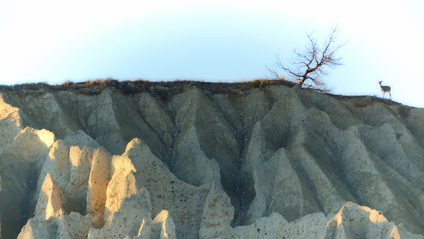 Deer on Hoodoos at Aqam by Troy Hunter