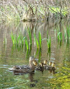 A Duck & her Ducklings - Wintergarden Park