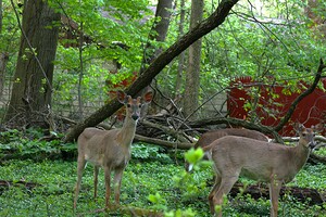 White-Tailed Deer - Wintergarden Park