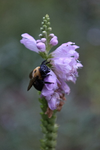 Turtlehead Flower - Wintergarden Park