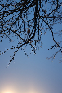 Twinkling Twigs - Shoreline Park