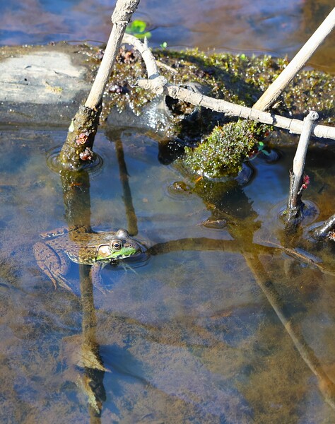 Swamp Life - Rocky River Reservation Print