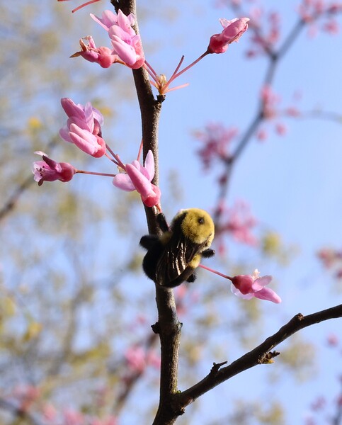 Bee on Eastern Redbud - Wintergarden Park Print