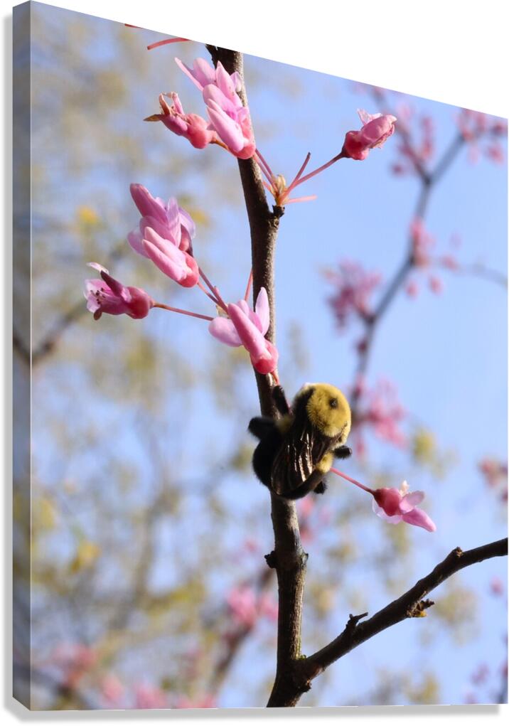 Bee on Eastern Redbud - Wintergarden Park Canvas Print